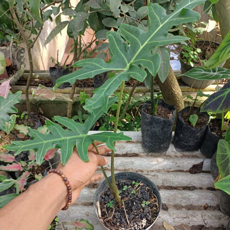 ALOCASIA PORTEEI