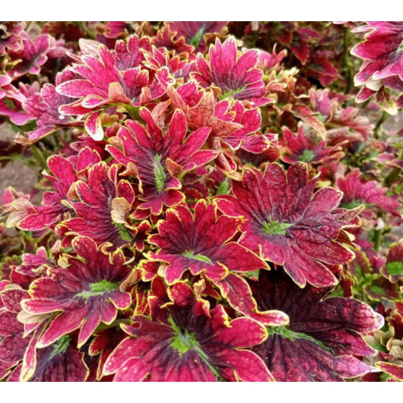 Tanaman hias miana premium//tanaman miana langka