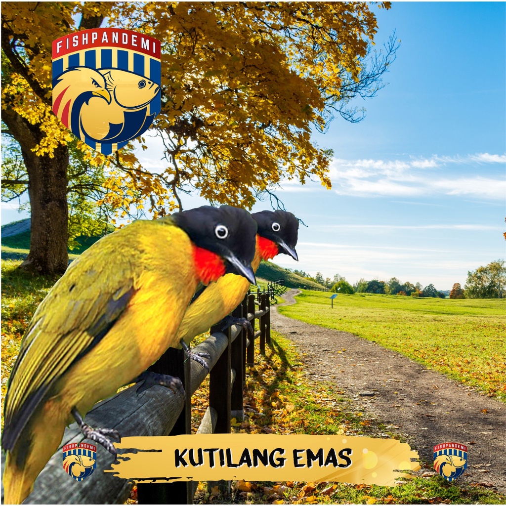 Kutilang Emas Jantan dan Betina