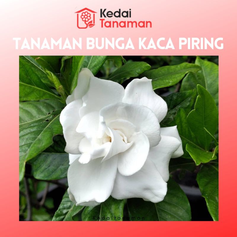 Tanaman Hias Bunga Kacapiring Bibit Bunga Cepiring Shopee Indonesia