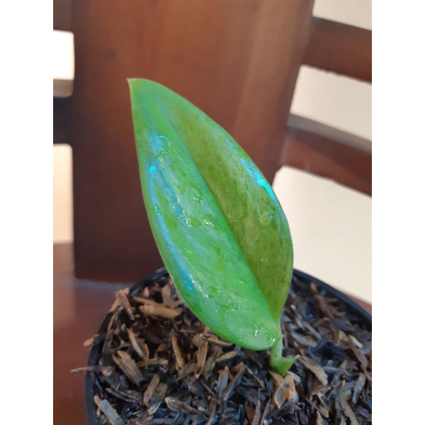 scindapsus trubie moonlight varigata mint