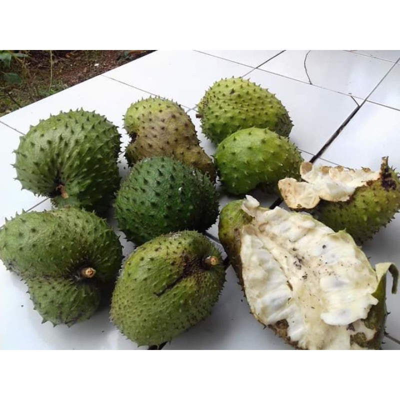 

Sirsak Madu Ganda Segar dan Sehat per 1 kg Rp. 15.000