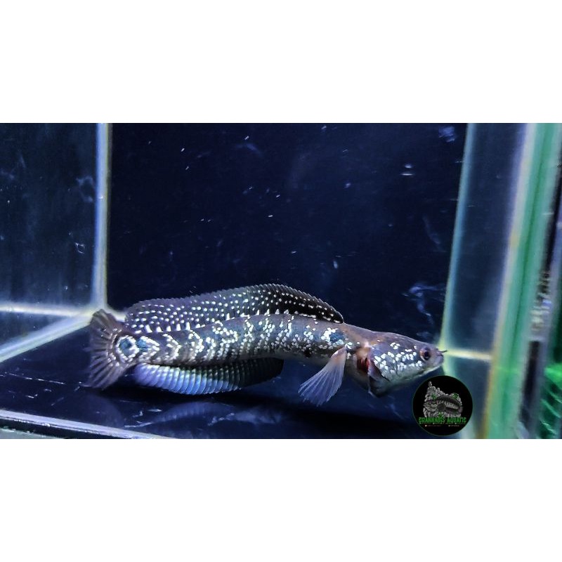 Channa Asiatica WS Pure Grade A+ Full Spot Mutiara Gondrong 13-15cm