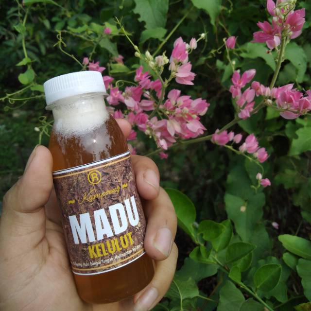 

Madu Kelulut / Klanceng / Trigona Itama