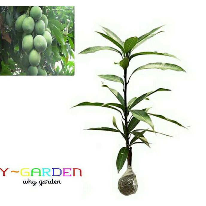 Mangga Manalagi Situbondo / Mango / Bibit Tanaman Hidup Buah Unggul Gsp