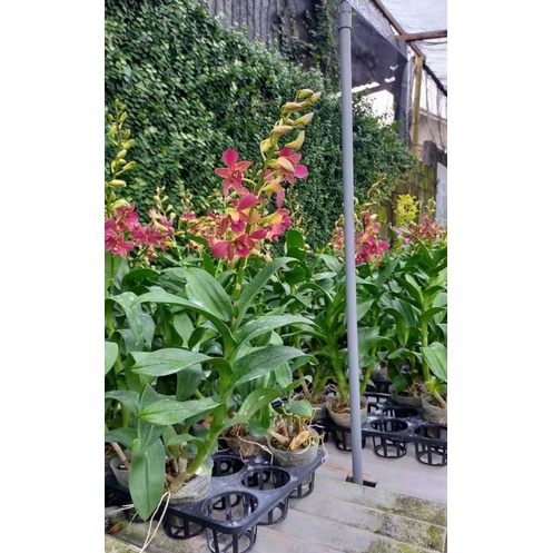 dendrobium bertachong spike kenop mekar