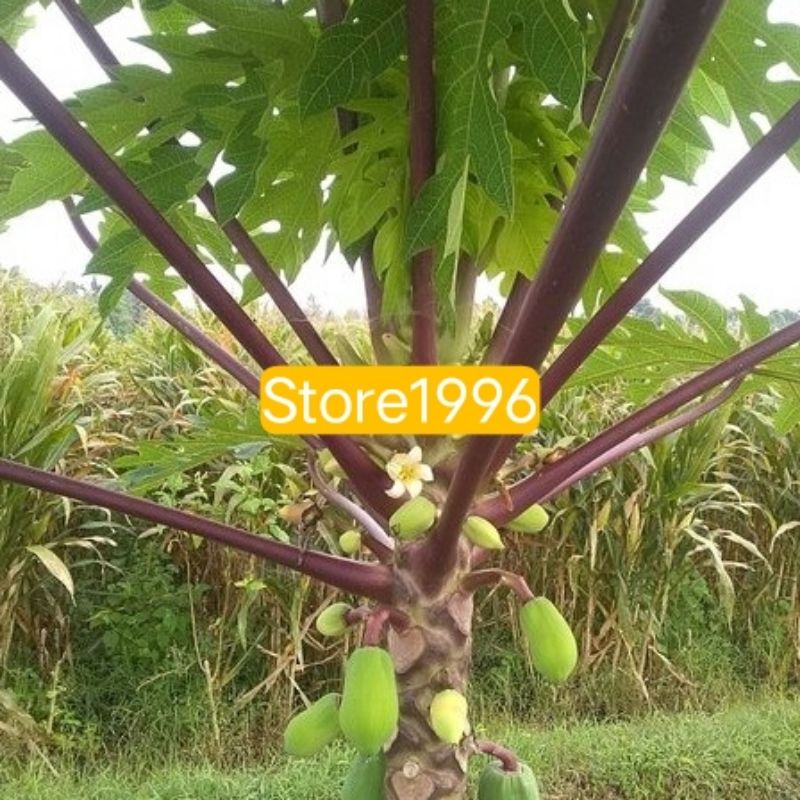 Daun pepaya ungu pepaya wulung segar 500 gram