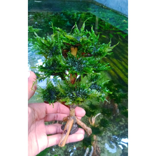 Bonsai Pinus Mini Hiasan Aquascape