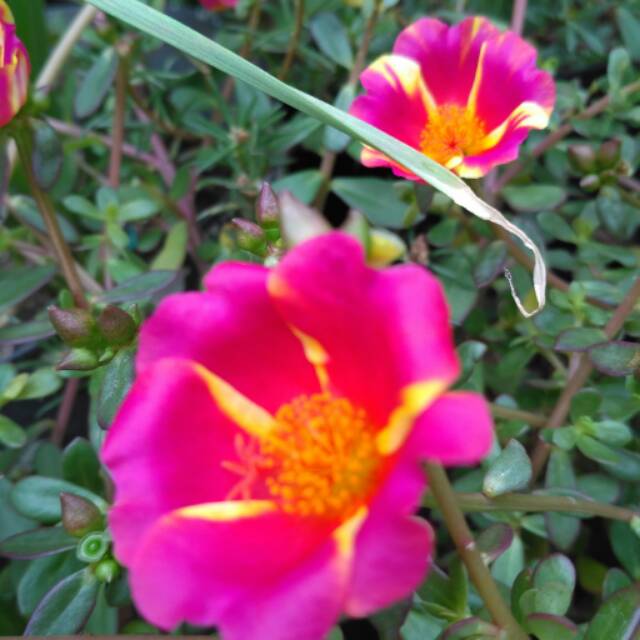 Stek mossrose/krokot duna siam red