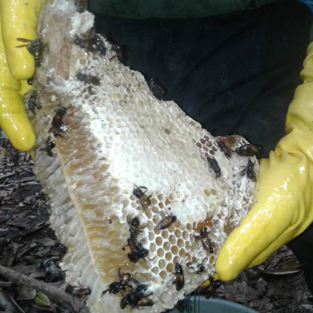 

MADU SEGAR MADU HUTAN 100% Asli. 500 gram