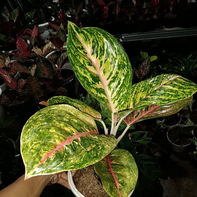 tanaman hias aglonema big papa, tanaman hias big papa