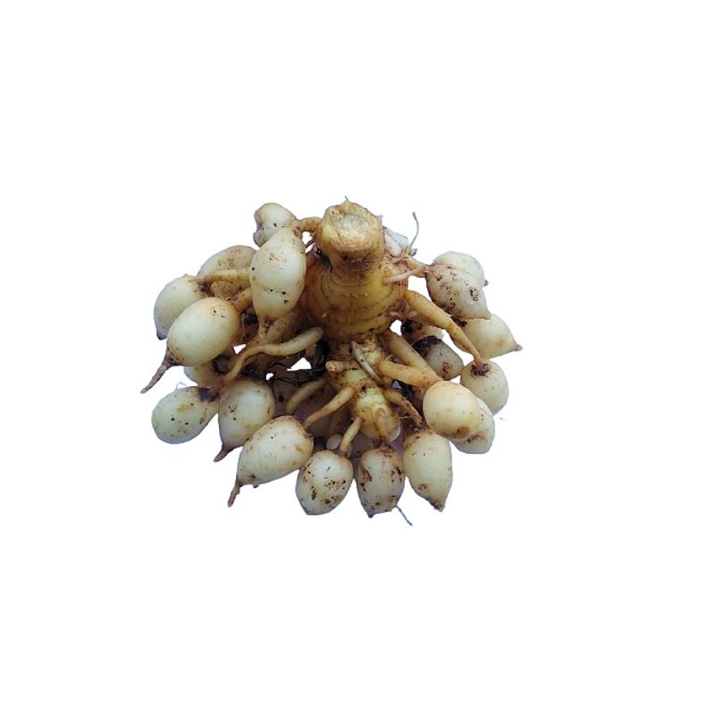 

KUNYIT PUTIH SEGAR (GRADE A) 500 GRAM