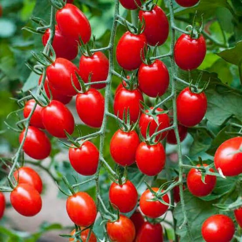 Benih Tomat Cherry Merah Manis Tomat Cherry Tropical Ruby Tomat Cherry Rampai Tomat Cherry Kuning-2