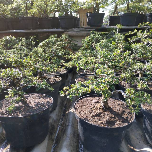 Bonsa Hingkip Mirten