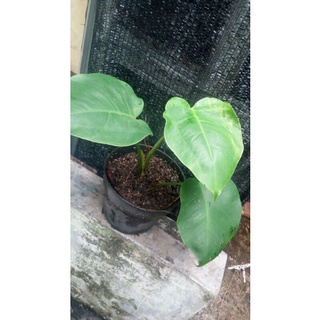 monstera deliciosa varigata albo