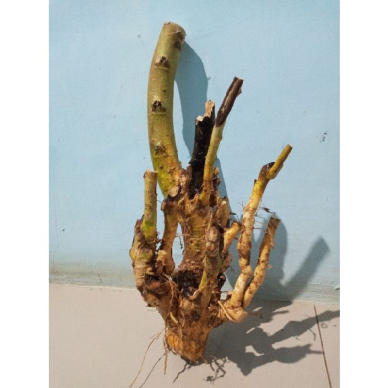 DONGKELAN BONSAI SERUT GRUPING 10K