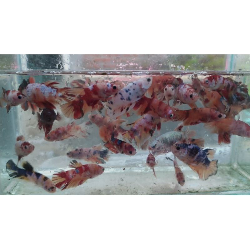 

ikan cupang nemoxy mix koixy, redkoigalaxy