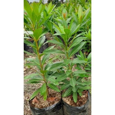 santos lemon kuning tinggi kurleb 50cm