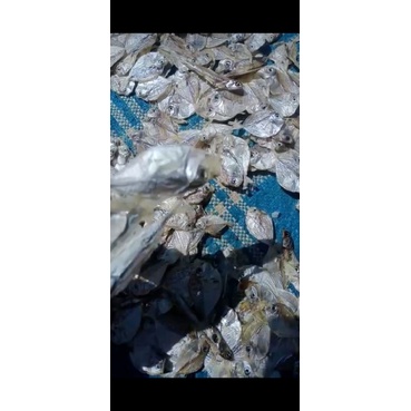 

ikan maco/ikan tuk_tuk/ ikan duk duk kering asin