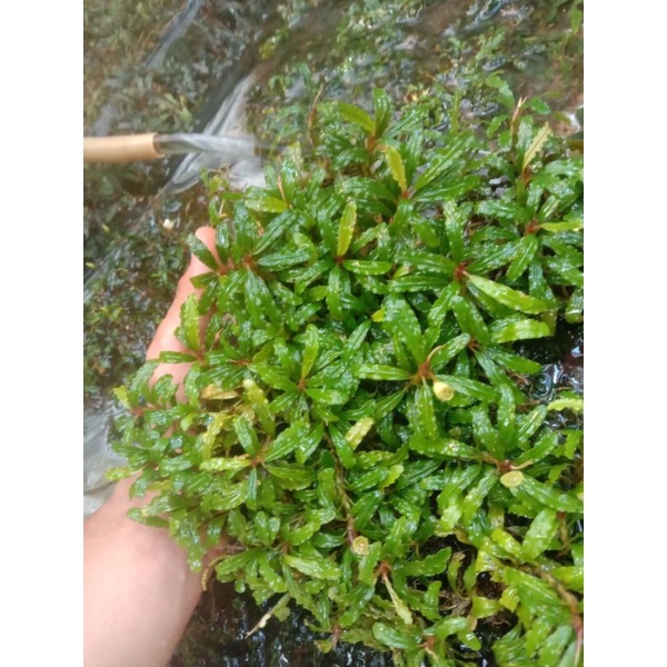 buce velvet aquascape