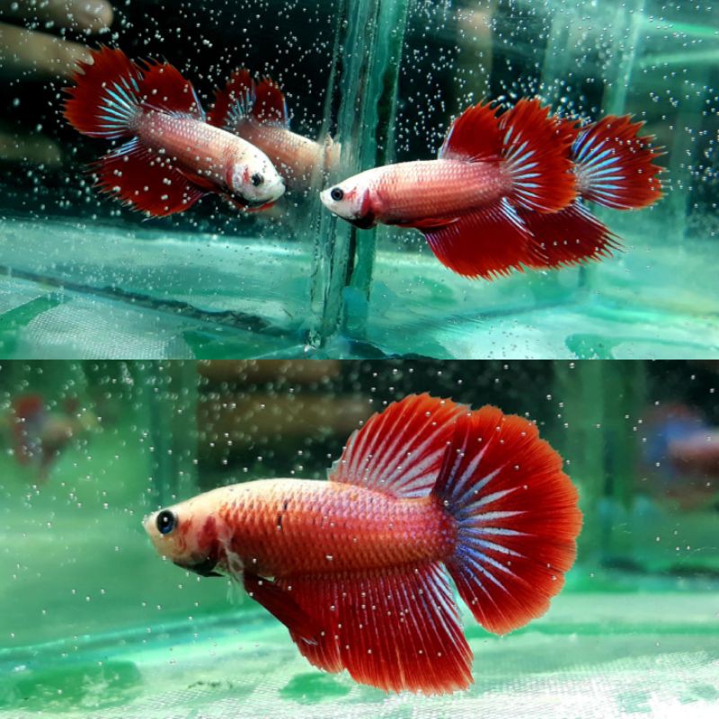 

CrownTail and Halfmoon Red Fancy (paket hemat)