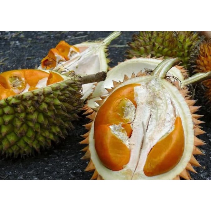 BIBIT DURIAN SUPER TEMBAGA