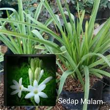 bibit bunga sedap malam wangi