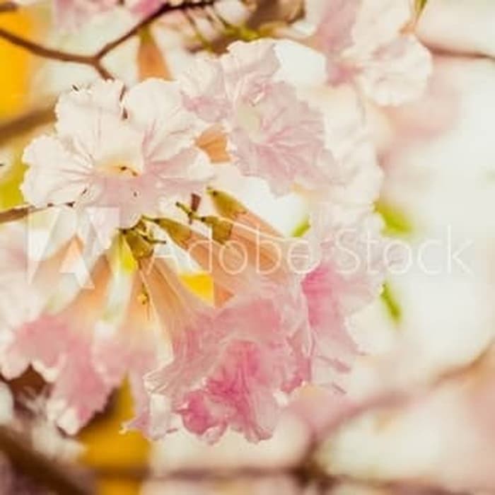 10 Benih Tabebuya Pink Blossom