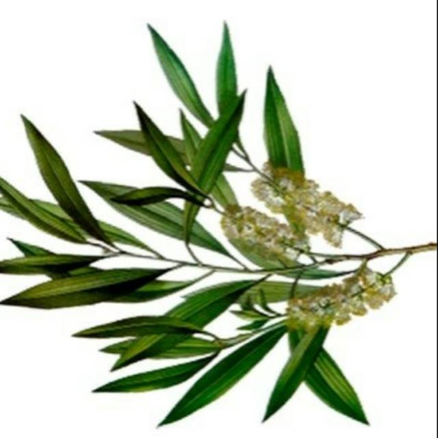 Pure Tea Tree Oil 5ml - Pure Tea Tree Essential Oil