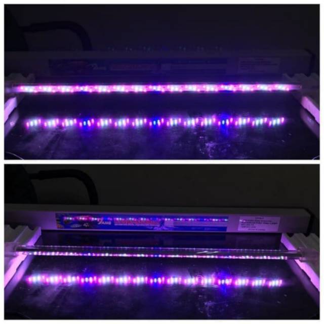 Lampu Arowana Arwana Yang Oval 4p