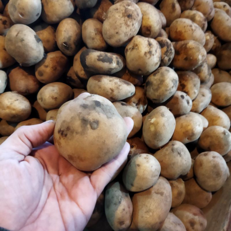 

RB Kentang Dieng 1 Kg Kentang Segar UK sedang