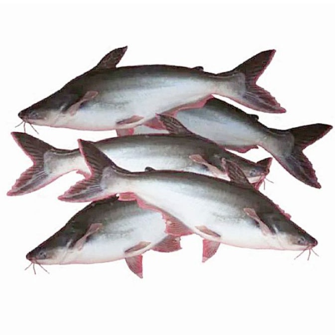 

Ikan Patin Segar 1 kg - Gerobak Sayur Palembang