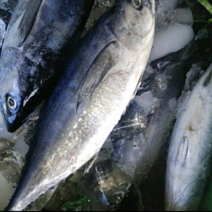 

Ikan Tongkol Abu Segar Fresh 1 Kg