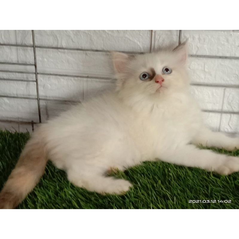 kucing mix ragdoll