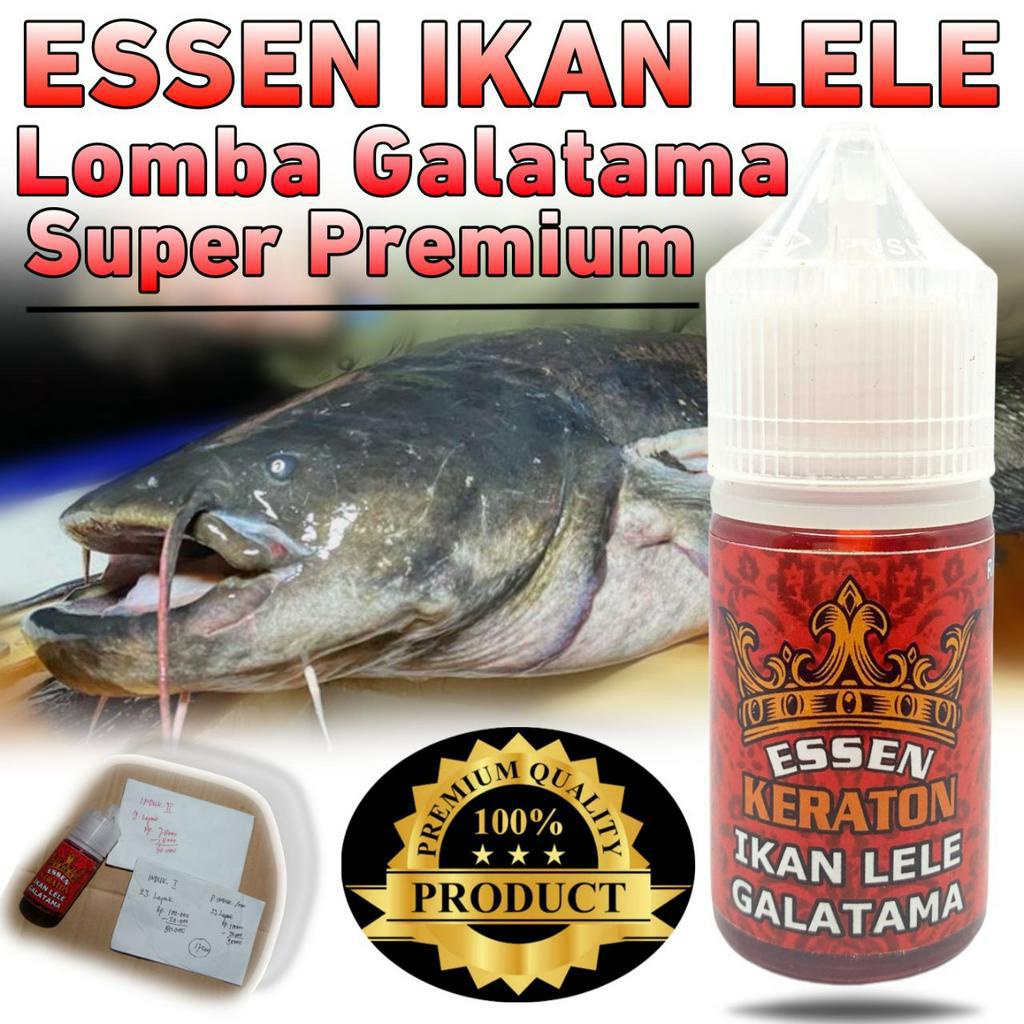 Essen Ikan Lele Paling Ampuh Terbaru Essen Ikan Lele Paling Bagus Essen Keraton Ikan Lele Galatama A