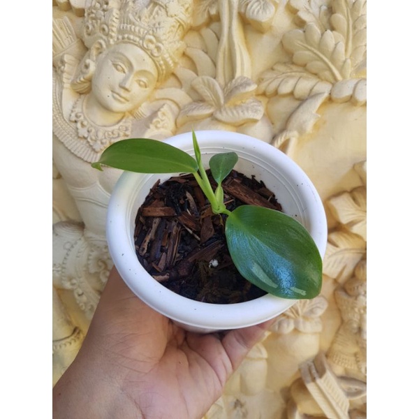 Philodendron White Wizard