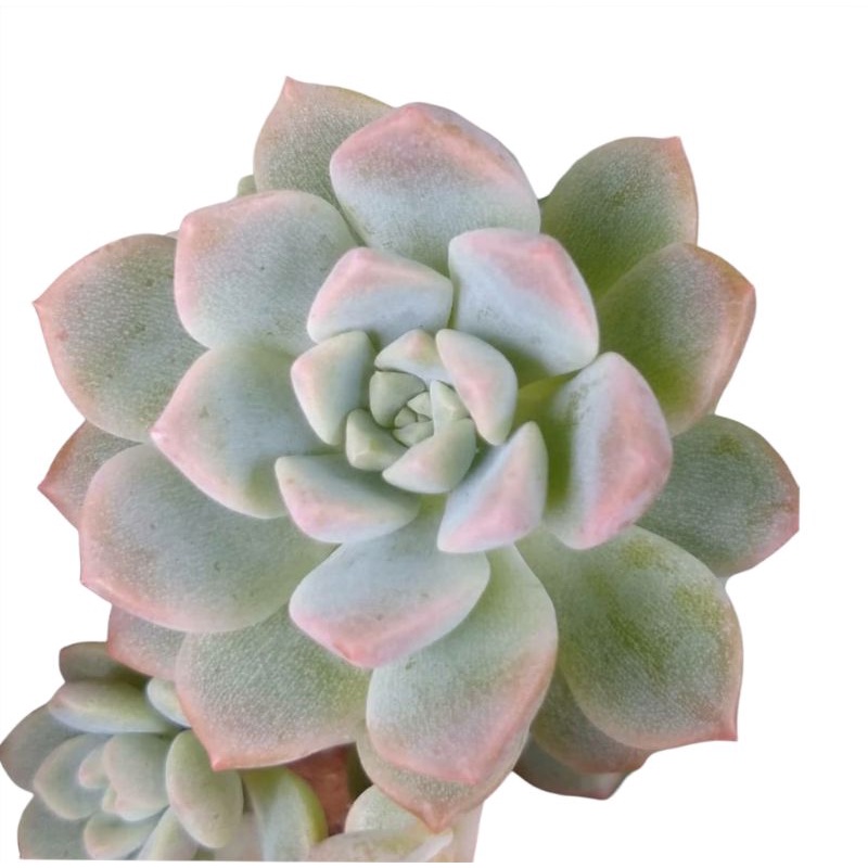 Sukulen Echeveria Prolifica Mutasi