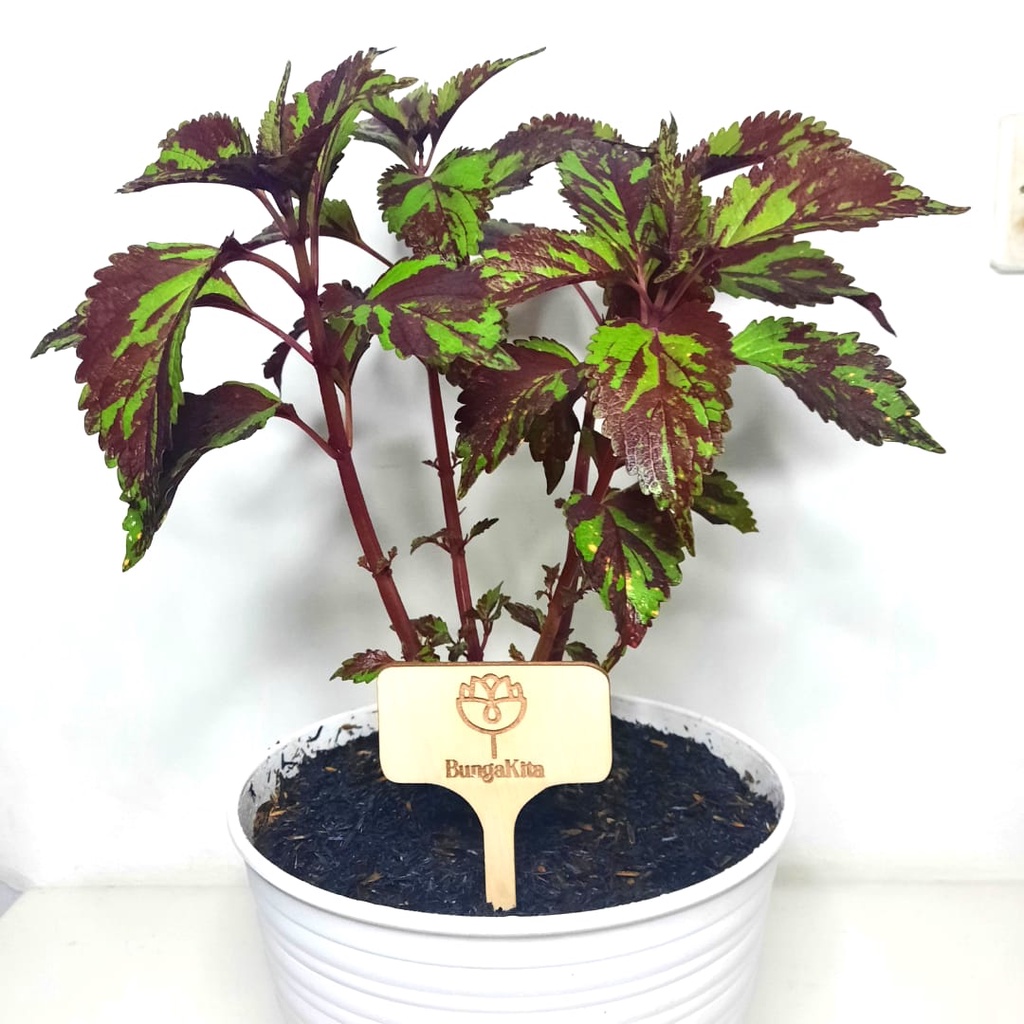 Tanaman Hias COLEUS - MIANA BATIK HIJAU