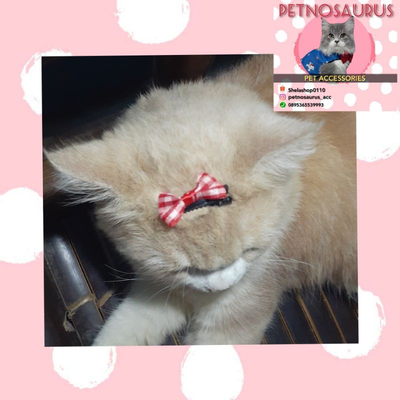 pita bulu kucing anjing lucu murah  Shopee Indonesia