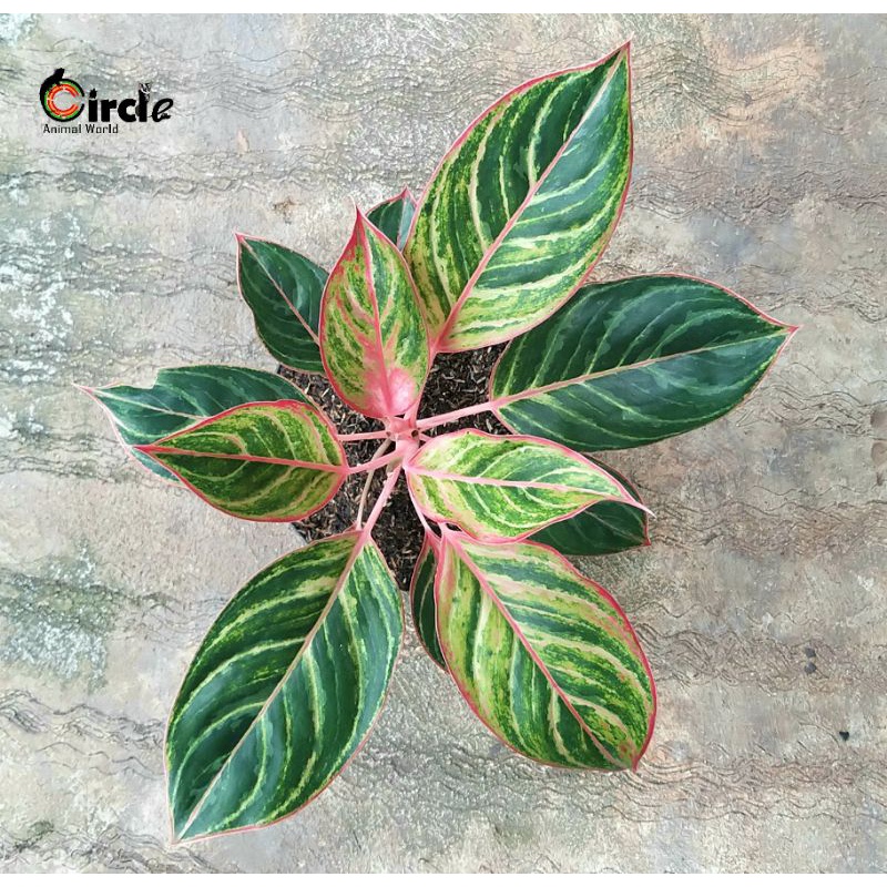 Aglonema-Lipstik-Emerald-Dragon L