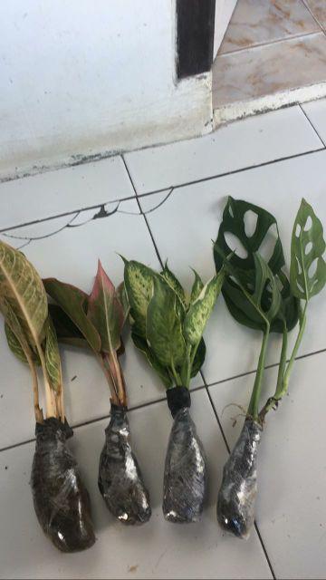  Tanaman  hias Aglonema  donakarmen Aglonema  donacarmen  