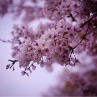 selvi_assegaf