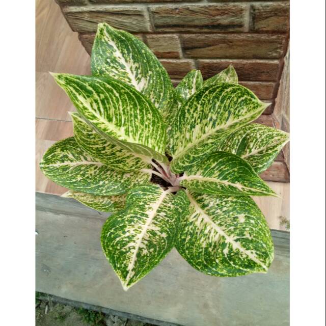 Aglonema Tiara Putih Remaja