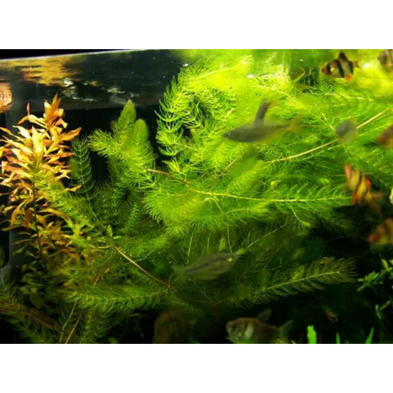 Tanaman air ganggang, tanaman air tawar, ganggang segar tanaman aquascape