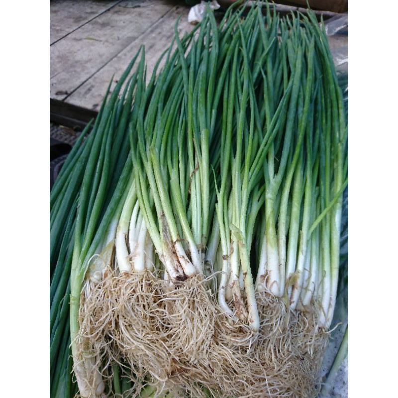 

daun bawang sayur bandung