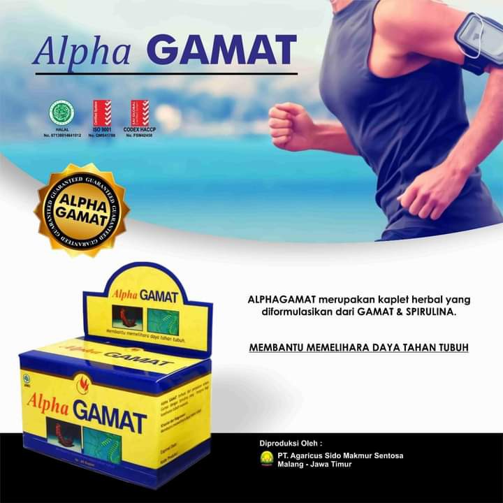 GAMAT EMAS | ALPHA GAMAT | KAPLET GAMAT | KAPSUL GAMAT