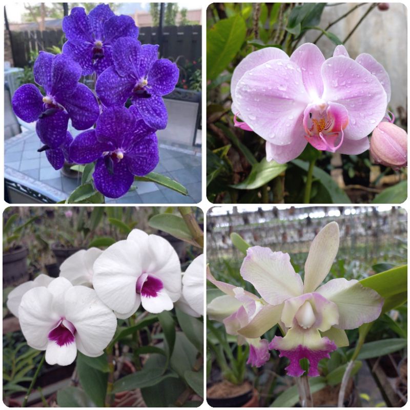 murah 1 paket dapat 4 macam seedling anggrek/paket anggrek/bibit anggrek/seedling dendrobium/anggrek