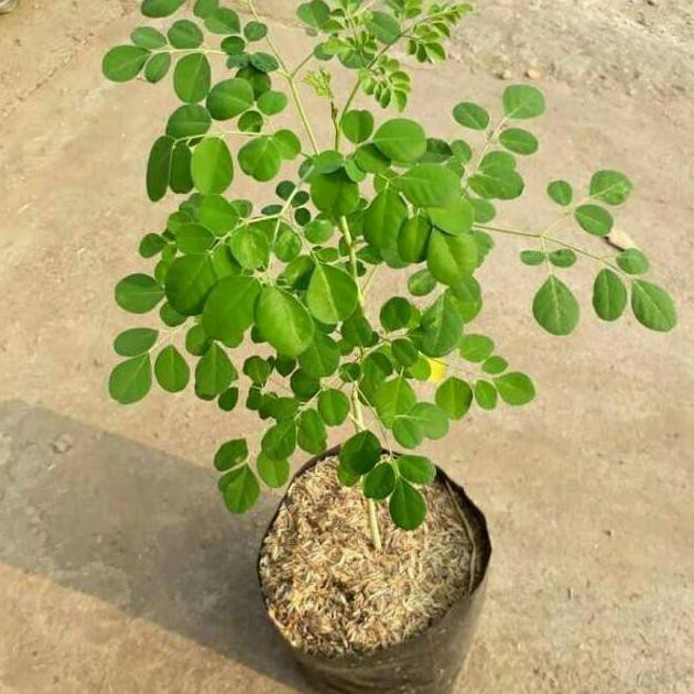 #_# Bibit Tanaman Kelor Pohon Kelor Dari Biji