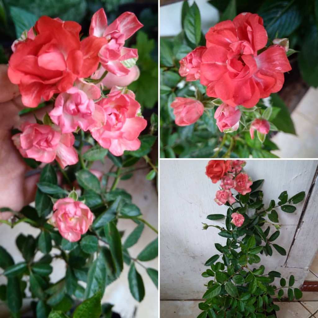 tanaman hidup mawar baby rose - mawar mini babyrose - Tanaman hias hidup Mawar babyrose bibit tanaman hidup baby rose