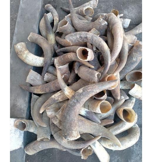 Terbagus.. tanduk kerbau bule